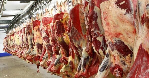 Kraftig nedgang i hesteslakt