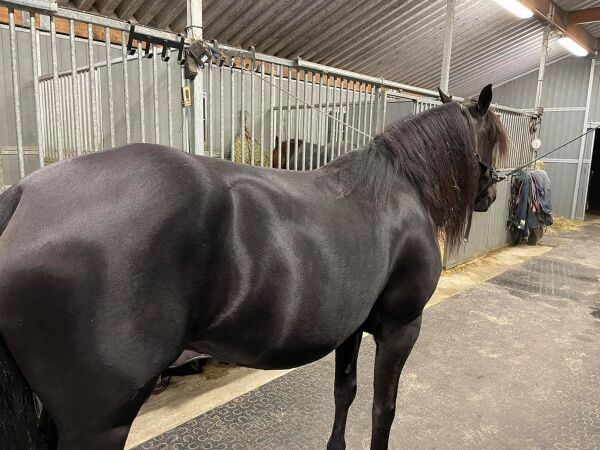 Et stort nyhetstrykk