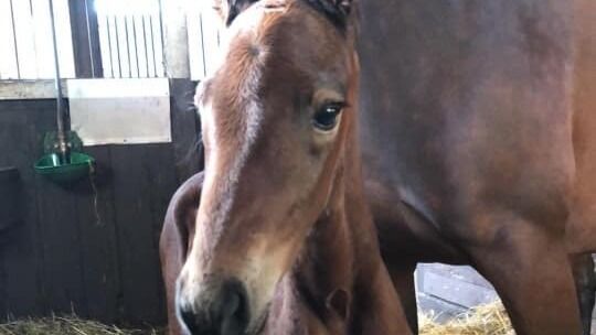 Derbyvinnerens tredje hingst