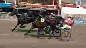 - Blir en bra hest