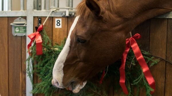 Slik unngår du sykdom og skade i julestallen