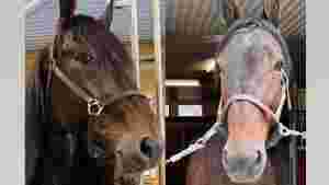 Spennende hester til Malmin
