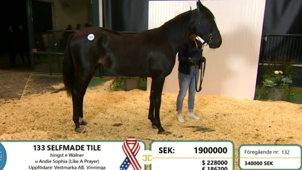 Tile-hest solgt for 1,9 mill