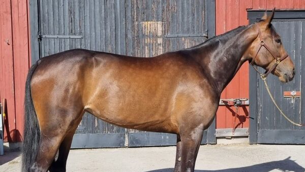 Kjøpte for 340.000 til USA