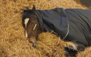 Sover og drømmer
