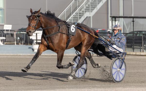 - En fin hest å eie