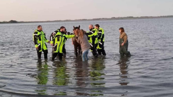 Her reddes hesten opp av vannet