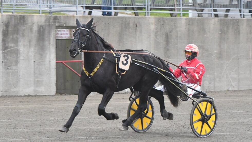 Nelson Helen er solgt - og kjøpt.
 Foto: hesteguiden.com