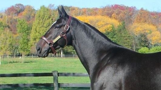 Åpner for amerikansk hingst