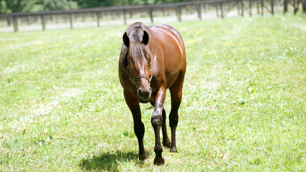 Ny i Hall of Fame, endelig seier og comeback for outrider
