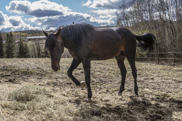 Elitloppstoer klarer ikke å komme tilbake