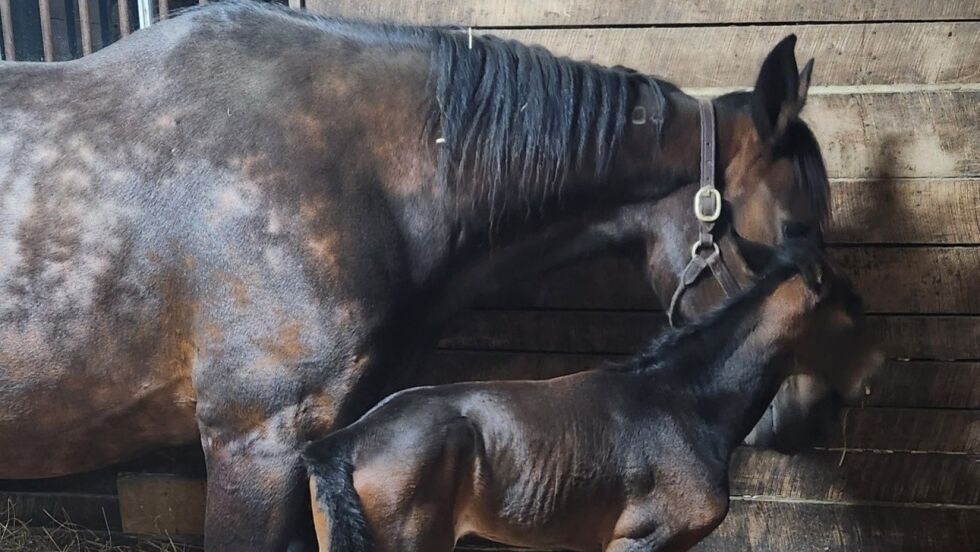 Jiggy Jog har fått ei lillesøster.
 Foto: Winning Key Farms