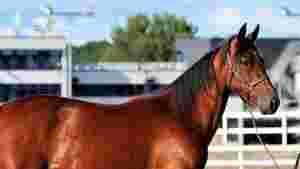 Flere spennende eksporter