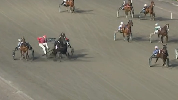 Til Solvalla, gikk i bakken og slik blir kalblodsavlen