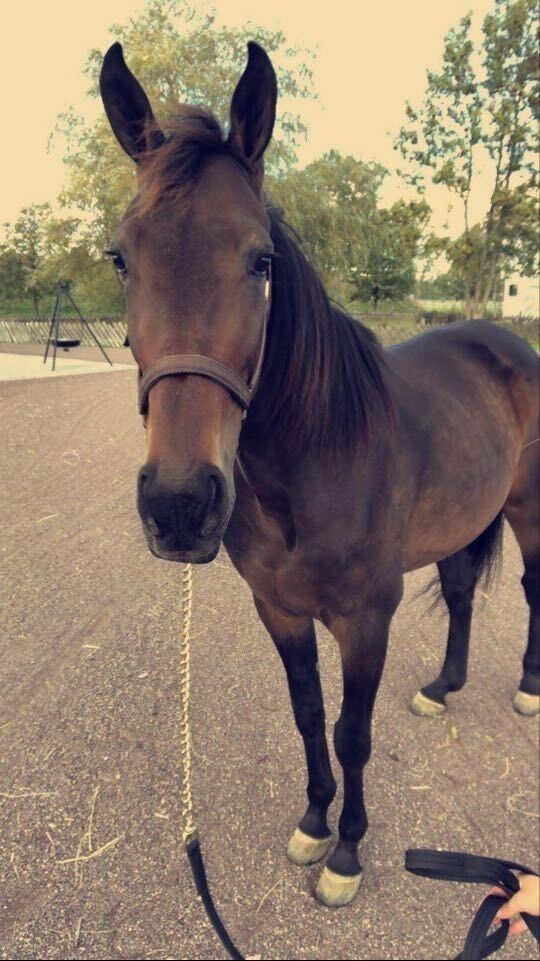 Leter etter hest med varmesøkende kamera