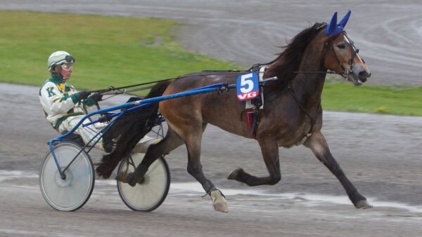 Kom til Bjerke med strøket hest