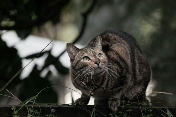 Hold katten ute av stallen