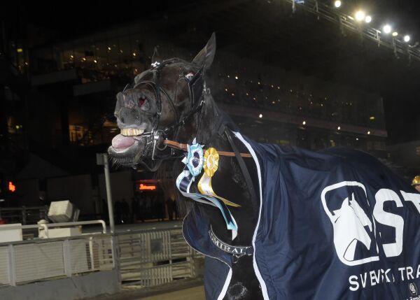 10. hest klar