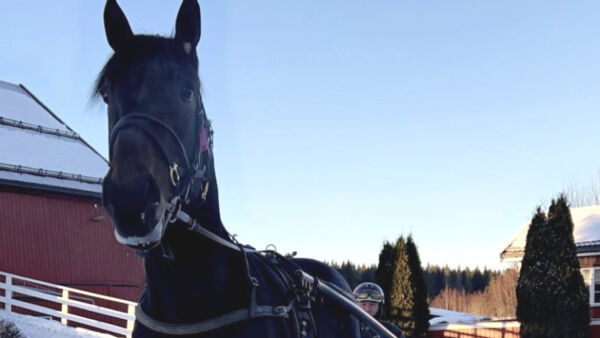 Blåser til Gundersen