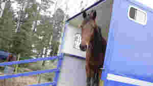 Hest ble sendt til feil land
