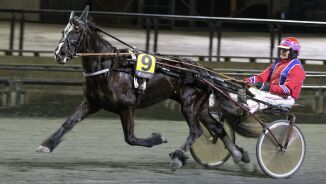 - Ei hoppe med mange egne meninger