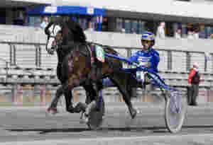 Enorme tall fra championhingsten