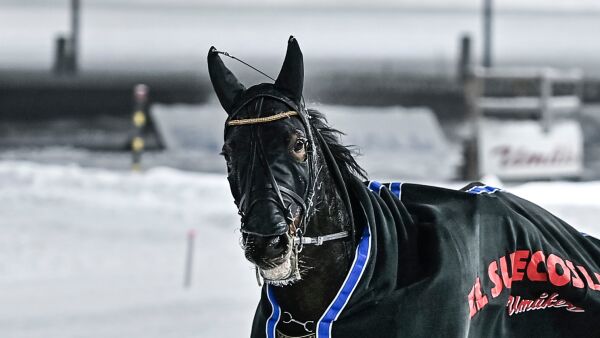 Hjemmehestene banket gule og blå