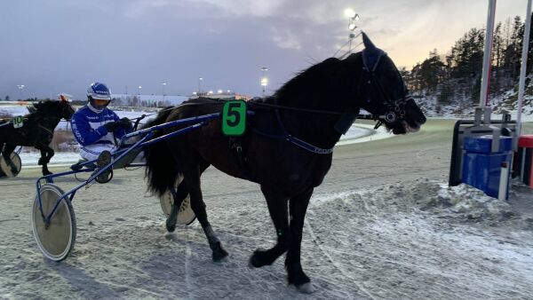 Spang Ole ledet rundt om