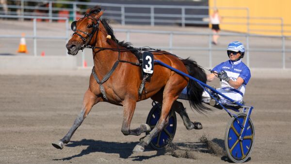 Vinnerhoppe satt i avlen