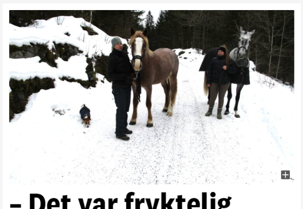 Måtte avlives etter påkjørsel