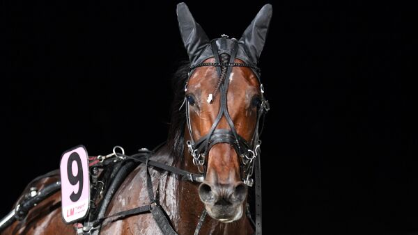 Første hest klar