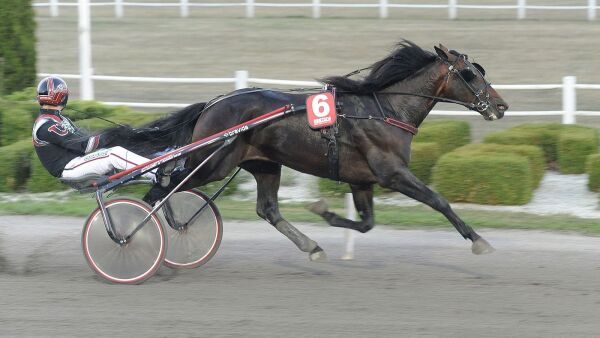 Norsk millionhest selges