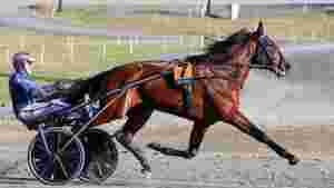 Gundersen-hest under hammeren