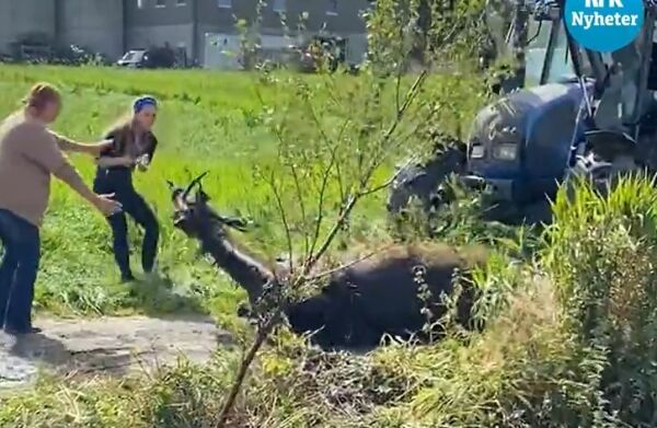 Her heises hesten i sikkerhet