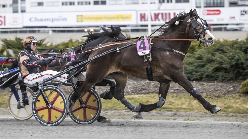 Smedheim Staut fra Kjetil Djøseland-regi.
 Foto: hesteguiden.com