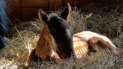 Kriterie-vinneren fikk hingst med samme far