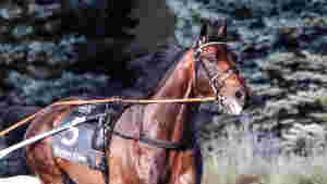 Ecurie D årets hest i USA, norsk seier i Danmark og satser mot Elitloppet