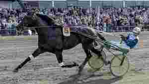 Norskeid topphest skadd