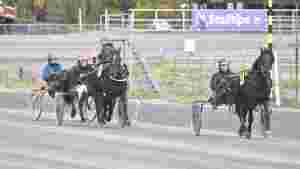 59 hester påmeldt