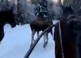 Elgen trener sammen med hestene