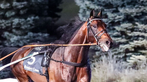 Ecurie D årets hest i USA, norsk seier i Danmark og satser mot Elitloppet