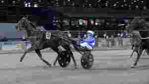 Ny hest klar