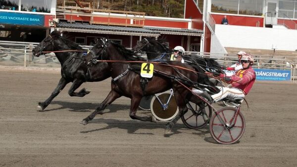 - Blir en bra hest