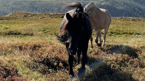 Stjal tilbake sin egen hest