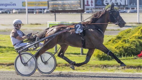 Tar med seg et lass hester