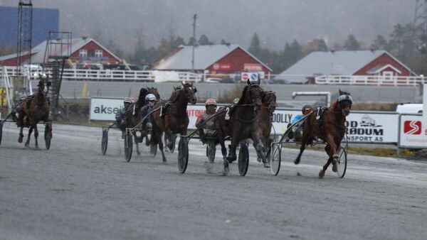 Flere hester i trening, men færre til start