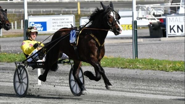 Topphest til Brenne