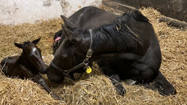Topphoppen fikk hingst