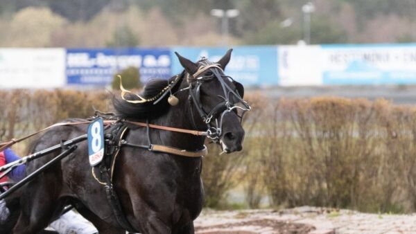 Vinnerhest solgt ut av landet