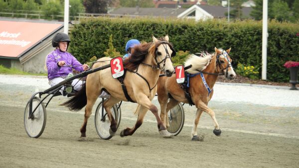 Avlyser årets ponnilandsleir